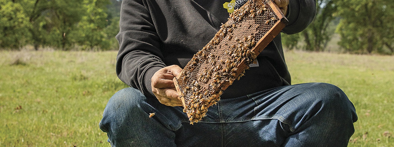 From the Fields: Matt Stayer, Shasta County beekeeper and queen breeder