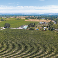 Winegrape haul surges in spite of lagging wine sales