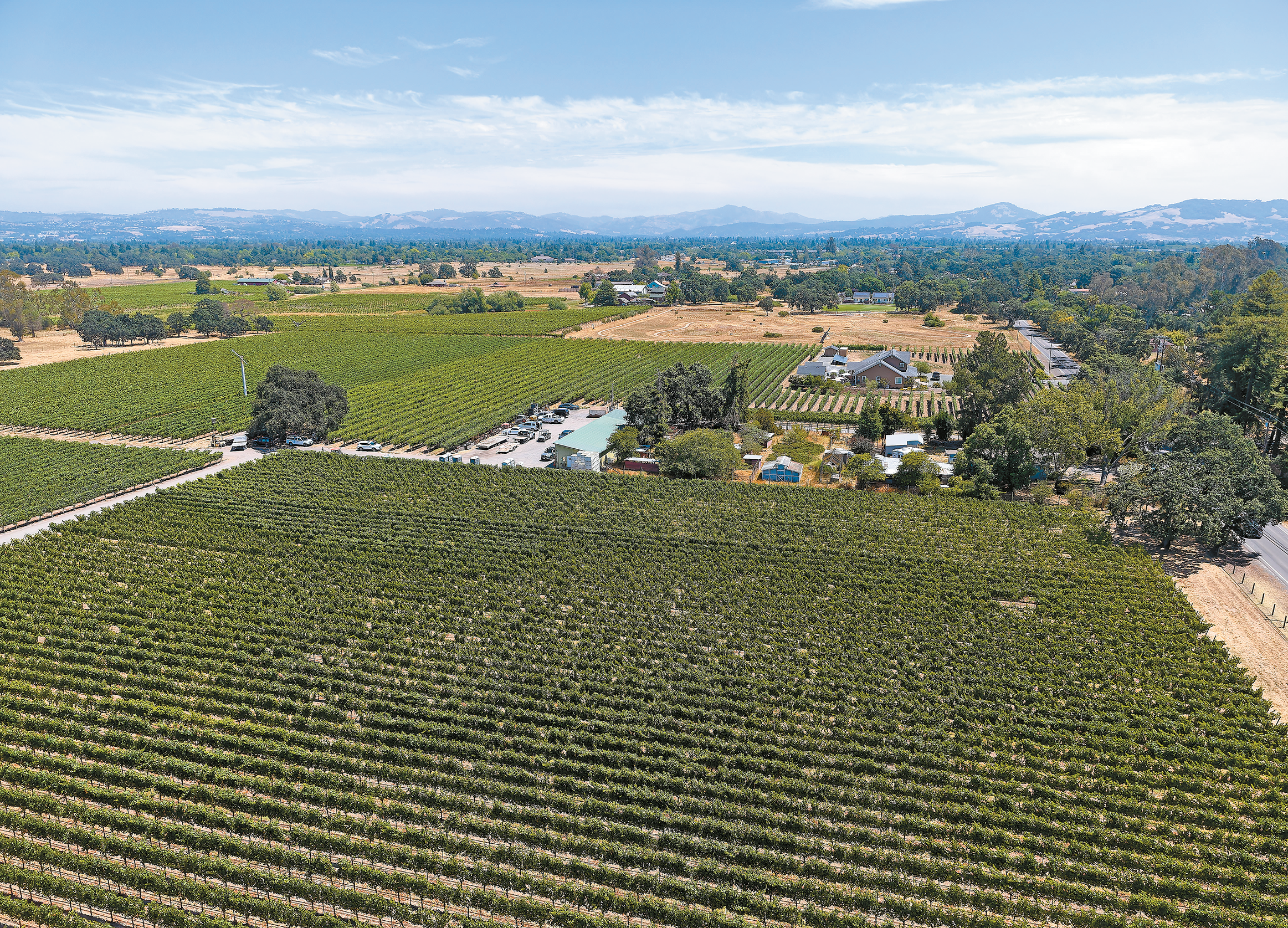 Winegrape haul surges in spite of lagging wine sales