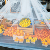 Fruit fly findings, quarantines deal blow to farmers