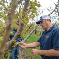Researchers probe orchards for storm-related pathogens