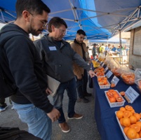 Citrus greening a top priority of breeding programs
