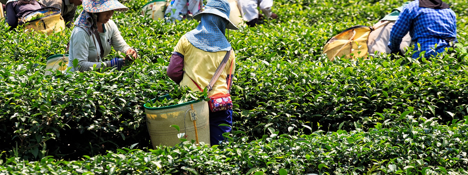 Advocacy in Action: Water, labor and endangered species