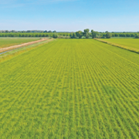 Drip-irrigation trials show promise for rice farming