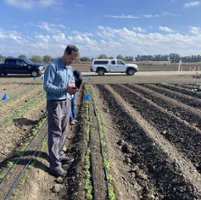 Cilantro trial tests herbicide to fight aggressive weed