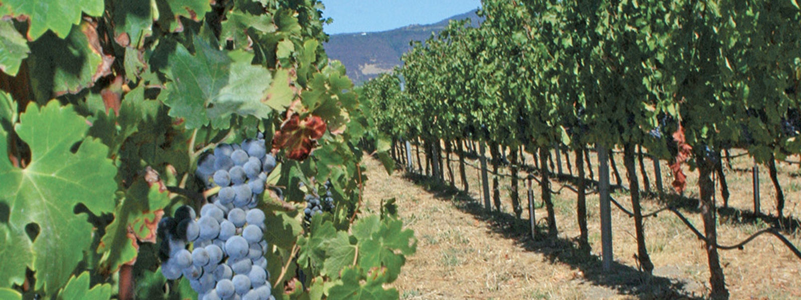 Vineyard adaptation to heat&nbsp;an economic balancing act