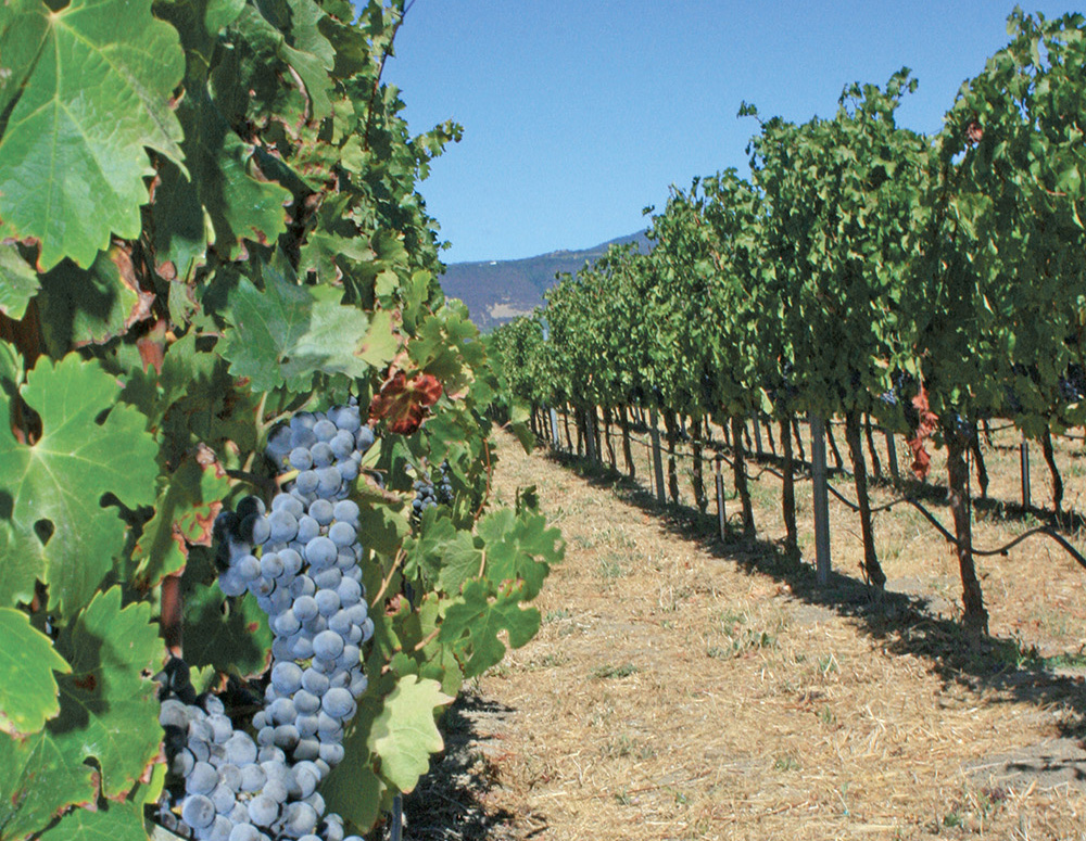 Vineyard adaptation to heat an economic balancing act