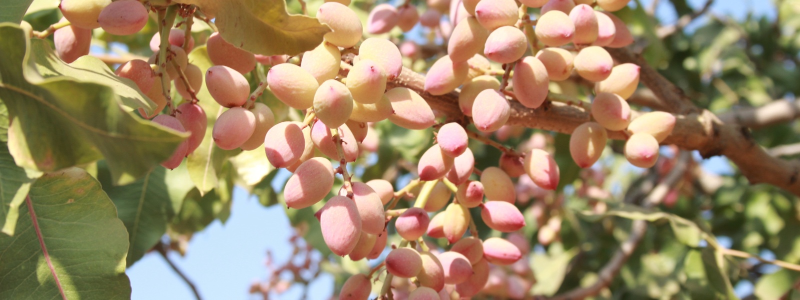 Pistachio growers brace for coming production surge