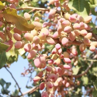 Pistachio growers brace for coming production surge