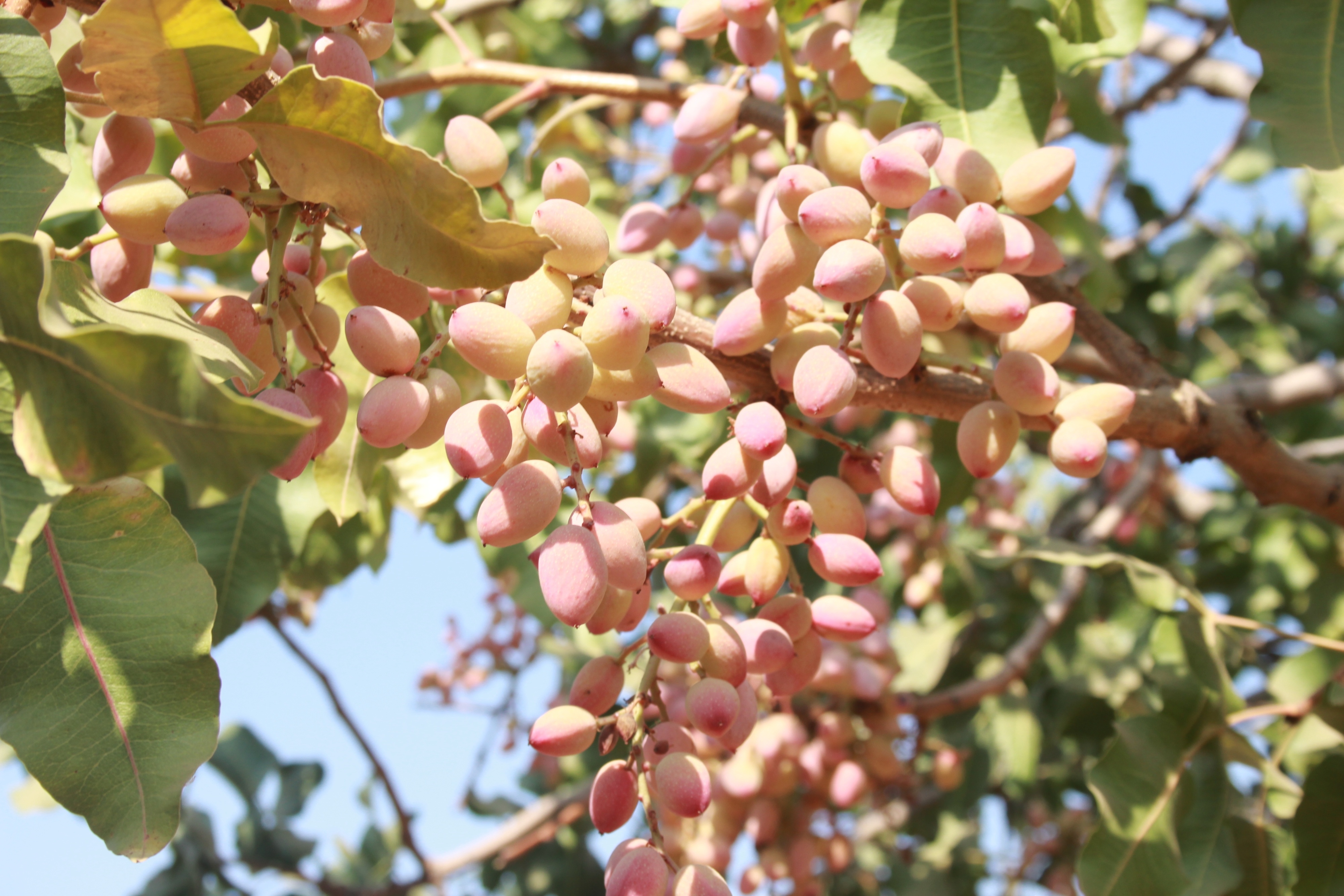 Pistachio growers brace for coming production surge