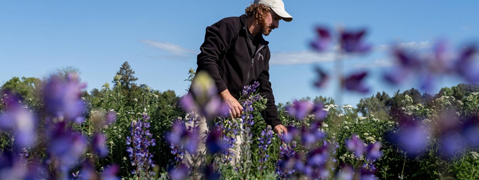 Pollinators drive home garden selections