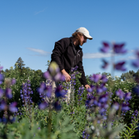 Pollinators drive home garden selections