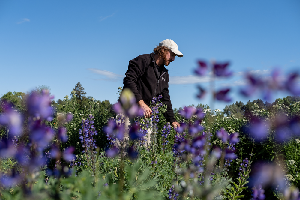 Pollinators drive home garden selections