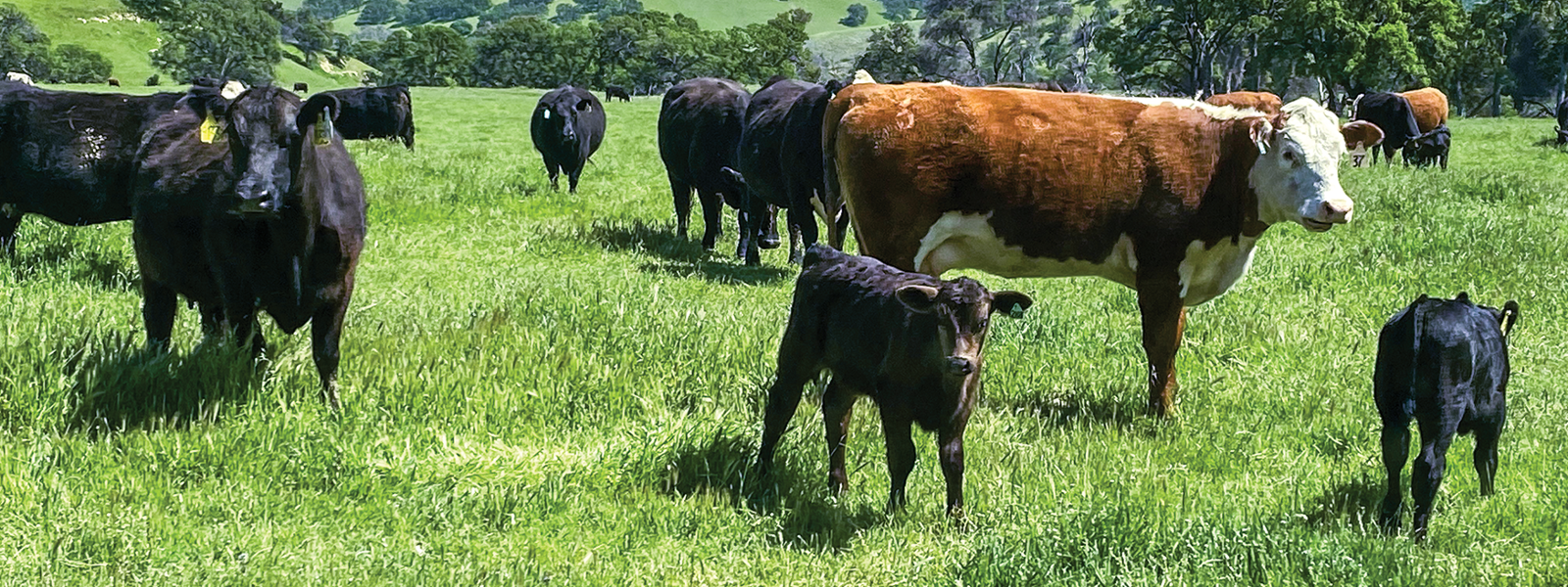 Ranchers look to raise more cattle amid hot market