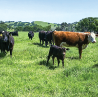 Ranchers look to raise more cattle amid hot market