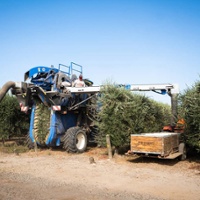 State's olive oil production still has room for growth