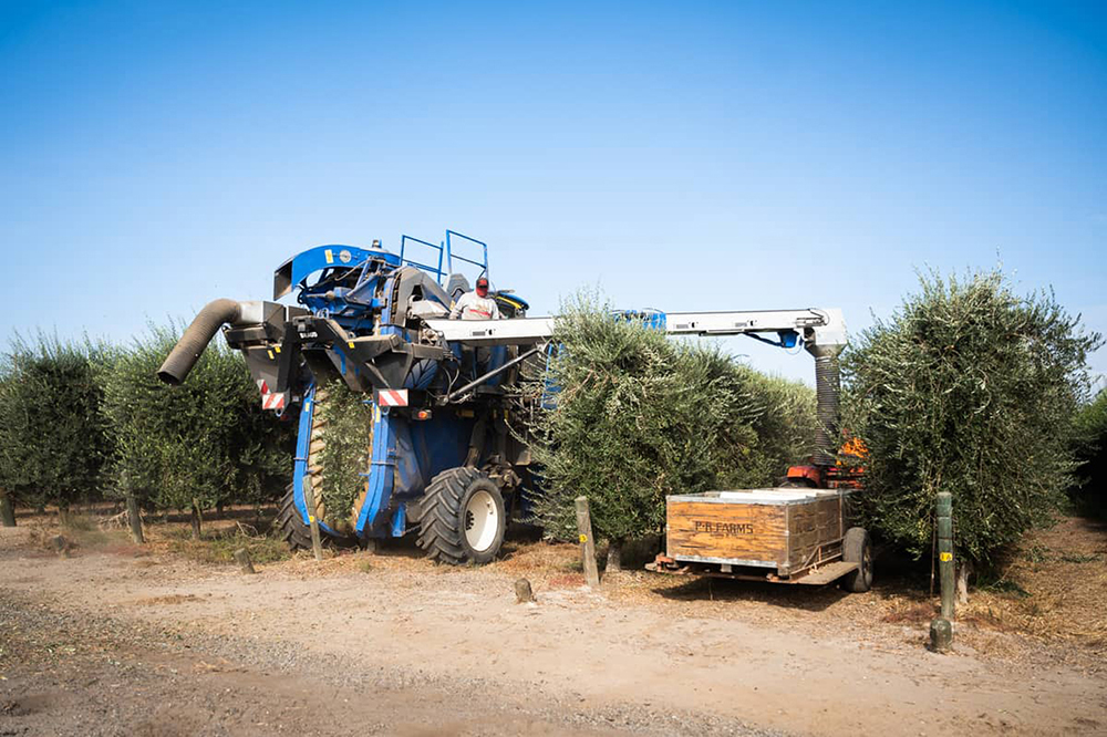 State's olive oil production still has room for growth