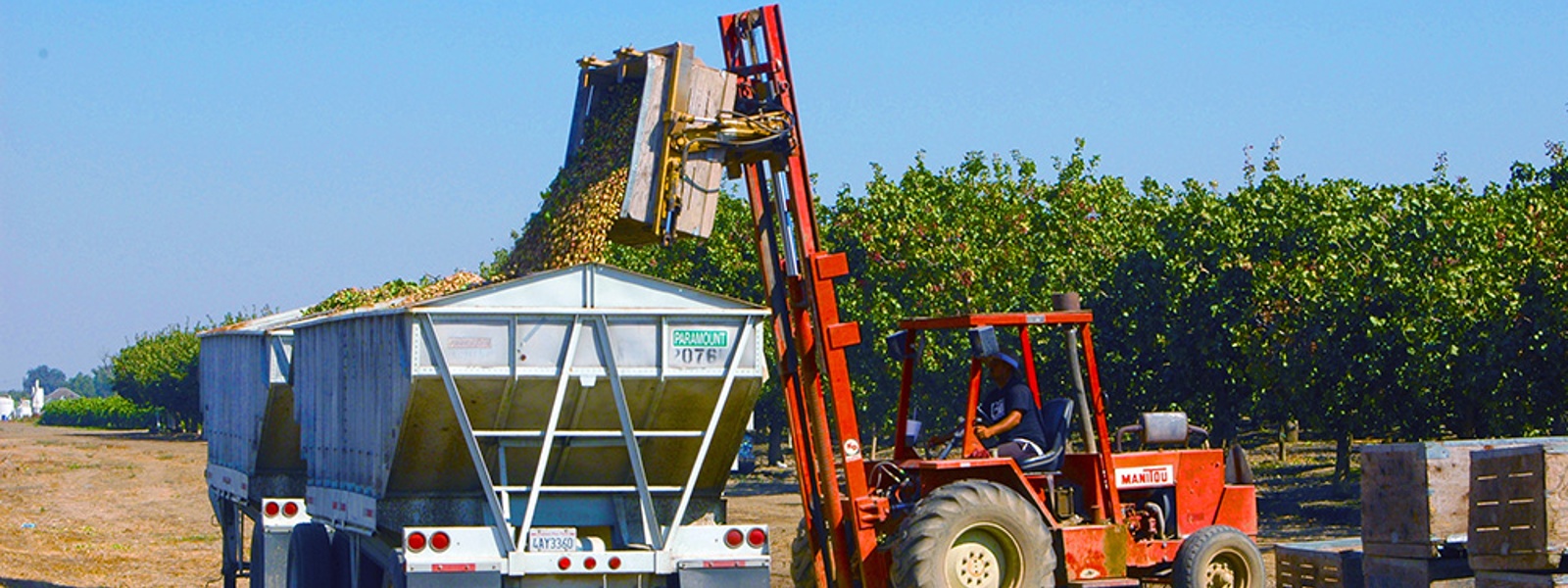 Growers harvest short pistachio crop as costs mount