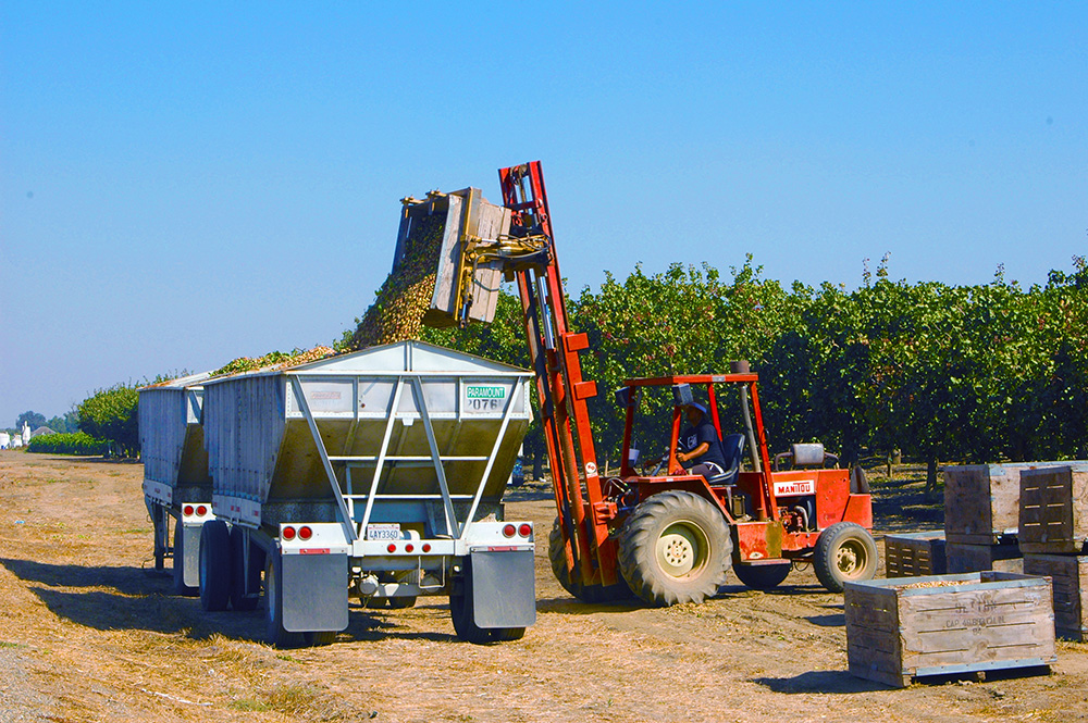 Growers harvest short pistachio crop as costs mount