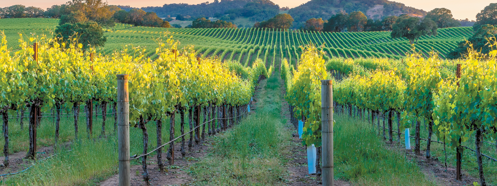 Will market pressures downsize vineyard acreage?