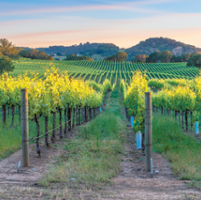 Will market pressures downsize vineyard acreage?