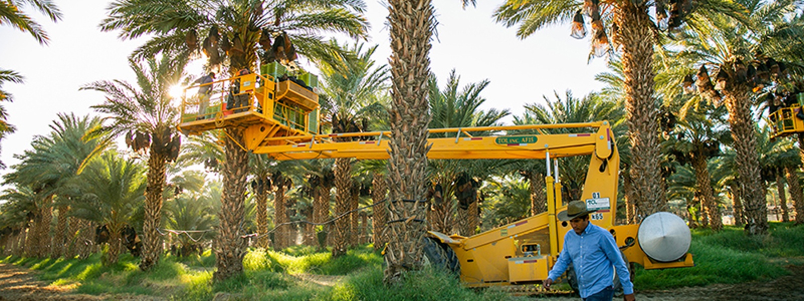 Organic seal helps boost 'phenomenal' date market