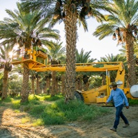 Organic seal helps boost 'phenomenal' date market