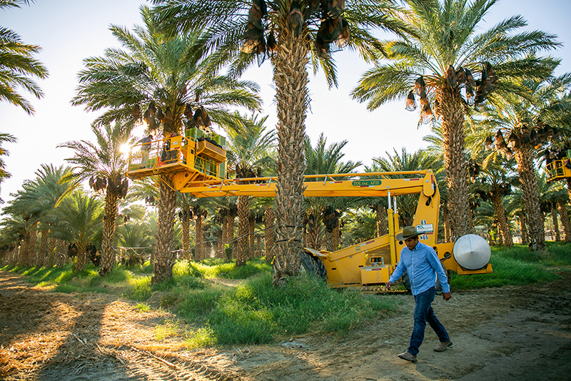 Organic seal helps boost 'phenomenal' date market