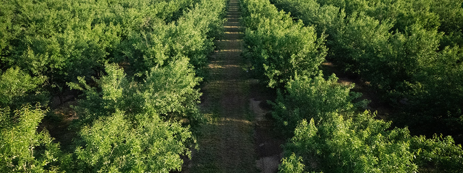 Efficient irrigation through smart and informed irrigation purchases