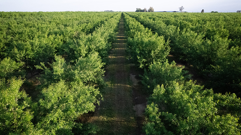 Efficient irrigation through smart and informed irrigation purchases