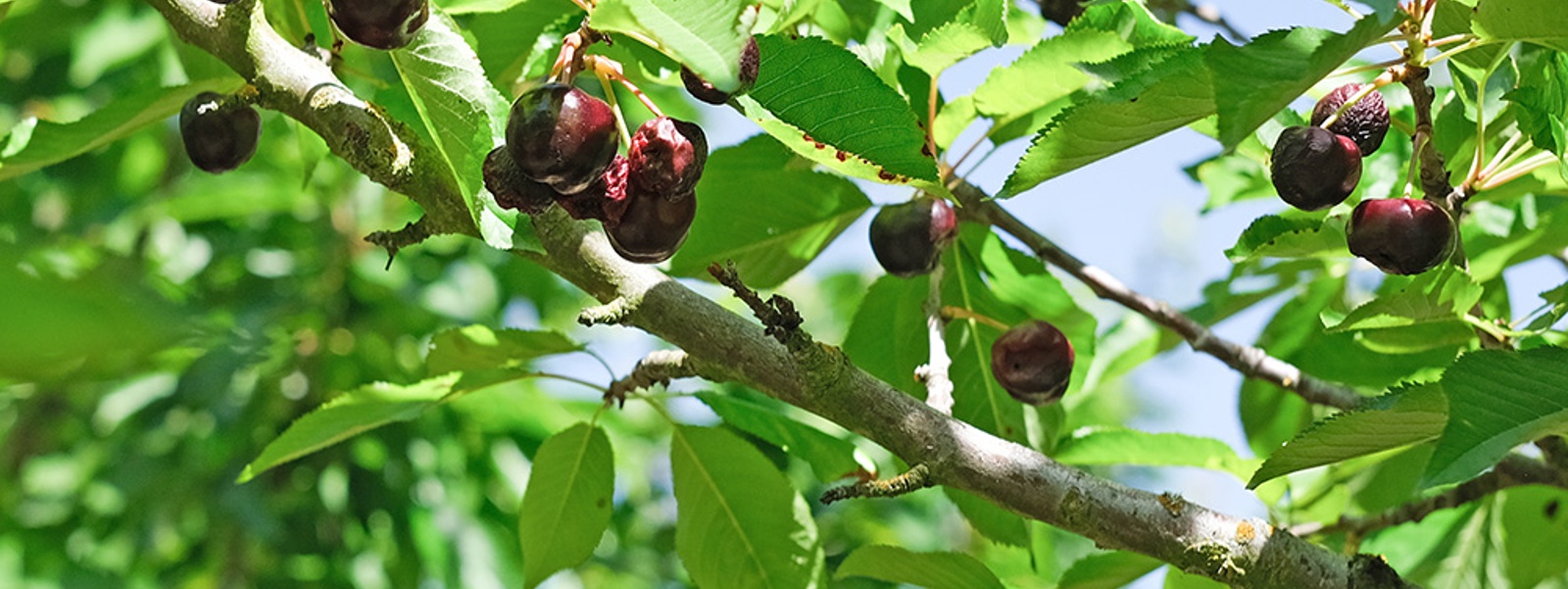 California cherry crops decimated by spring storms