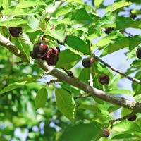 California cherry crops decimated by spring storms