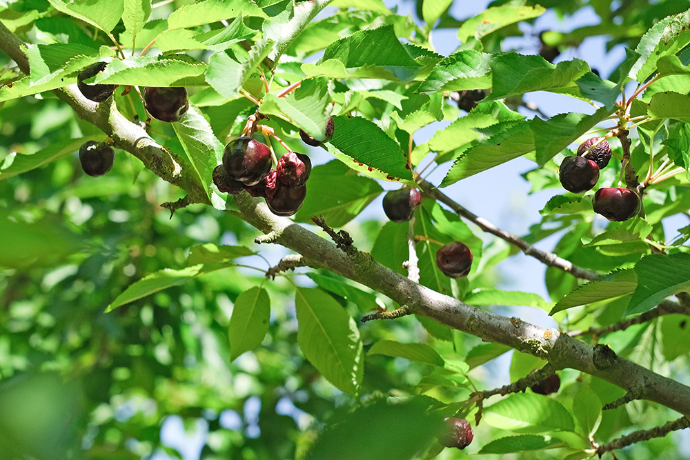 California cherry crops decimated by spring storms