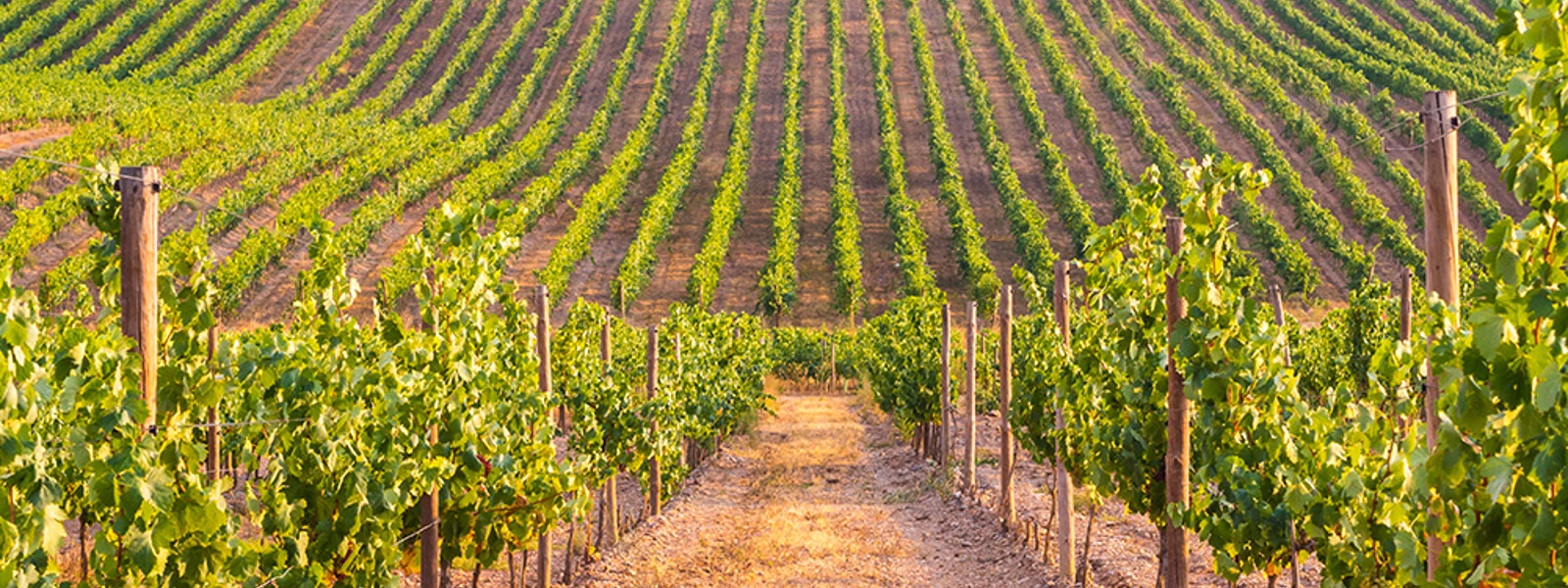 Mothballing offers middle ground in wine downturn
