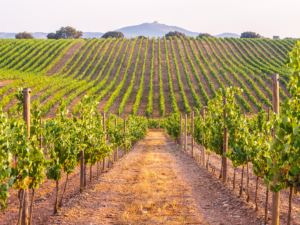 Mothballing offers middle ground in wine downturn