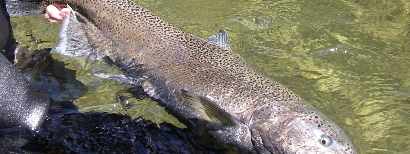 Newsom announces strategy to help salmon populations