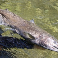 Newsom announces strategy to help salmon populations