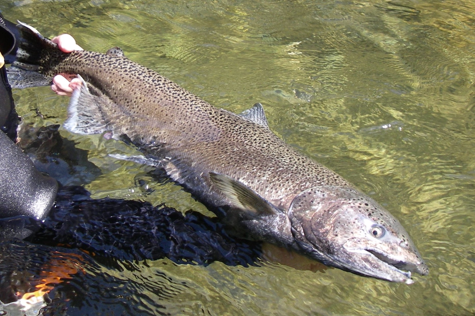 Newsom announces strategy to help salmon populations