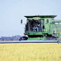 New tool helps rice growers plan rotational crops