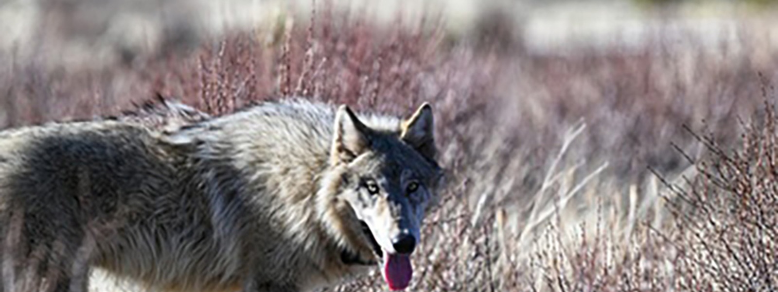 California awards $2 million to curb livestock attacks by wolves