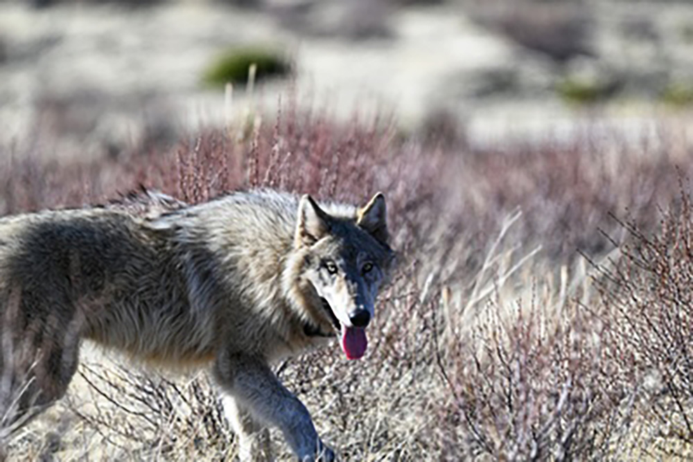California awards $2 million to curb livestock attacks by wolves