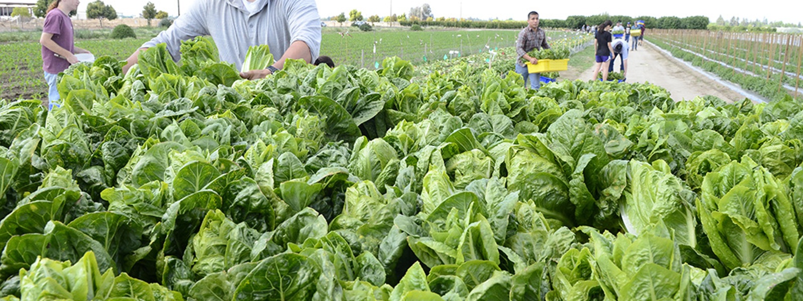 Agricultural 'roadmap' to guide research priorities