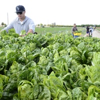 Commentary: Agricultural 'roadmap' to guide research priorities
