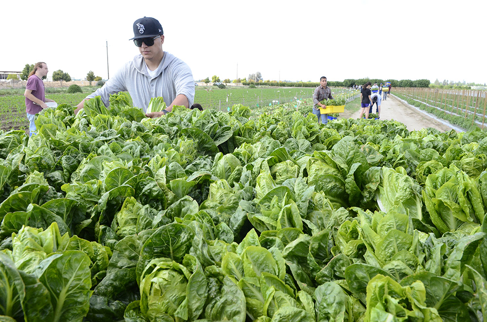 Agricultural 'roadmap' to guide research priorities