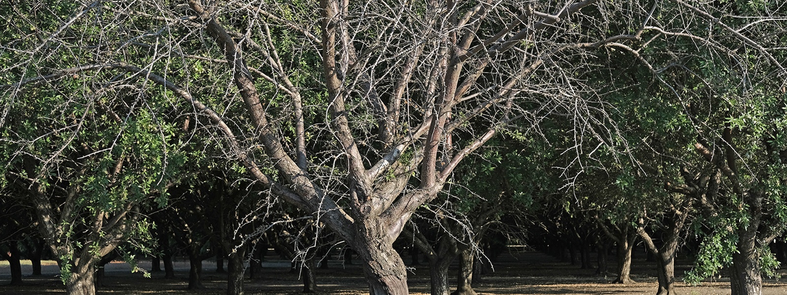 Abandoned crops bring pest plague to adjacent farms