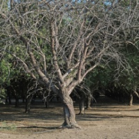 Abandoned crops bring pest plague to adjacent farms