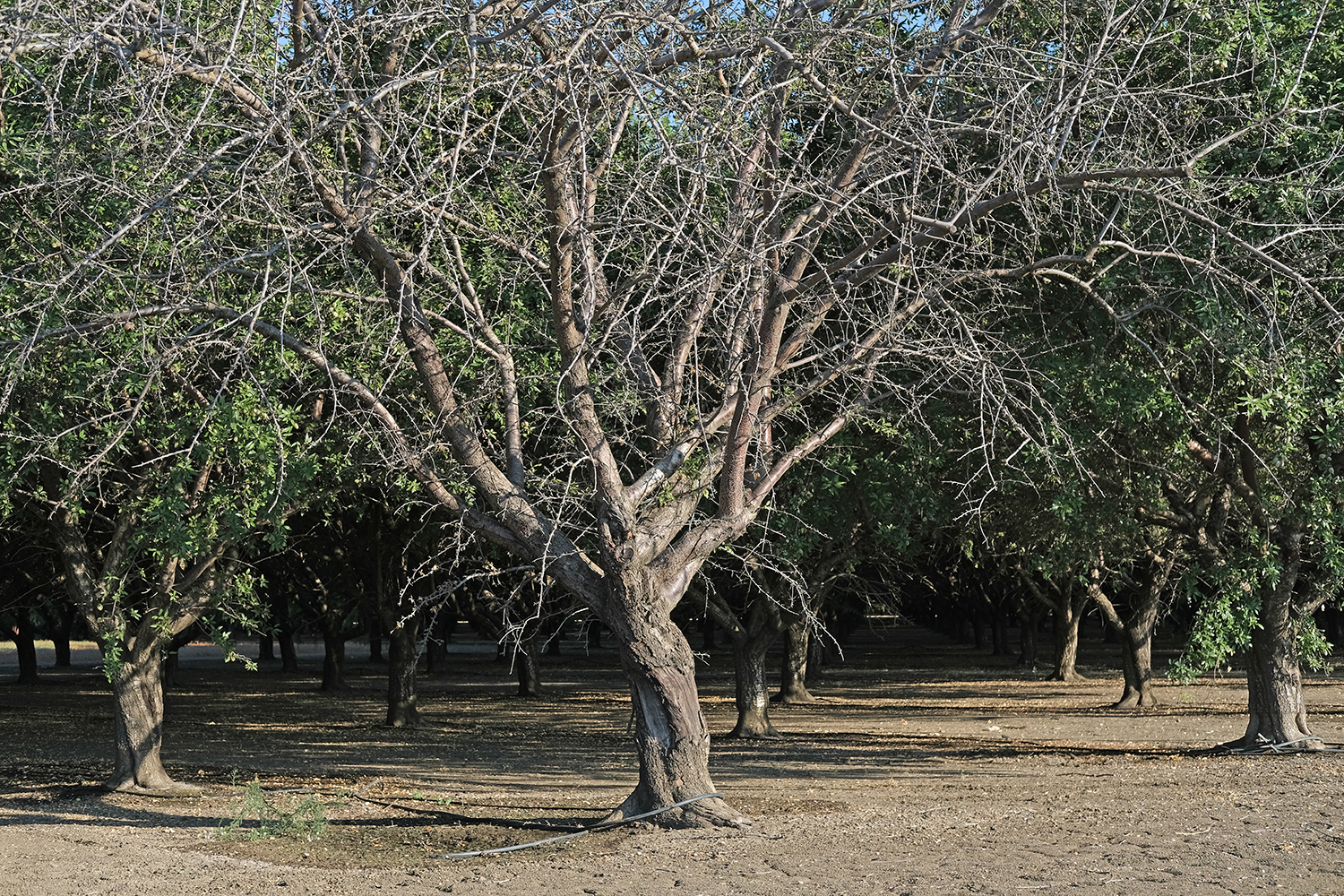 Abandoned crops bring pest plague to adjacent farms