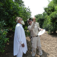 Natural enemies prove effective against citrus pest