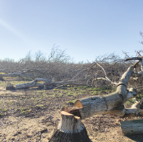 High heat, low demand hurt walnut crop