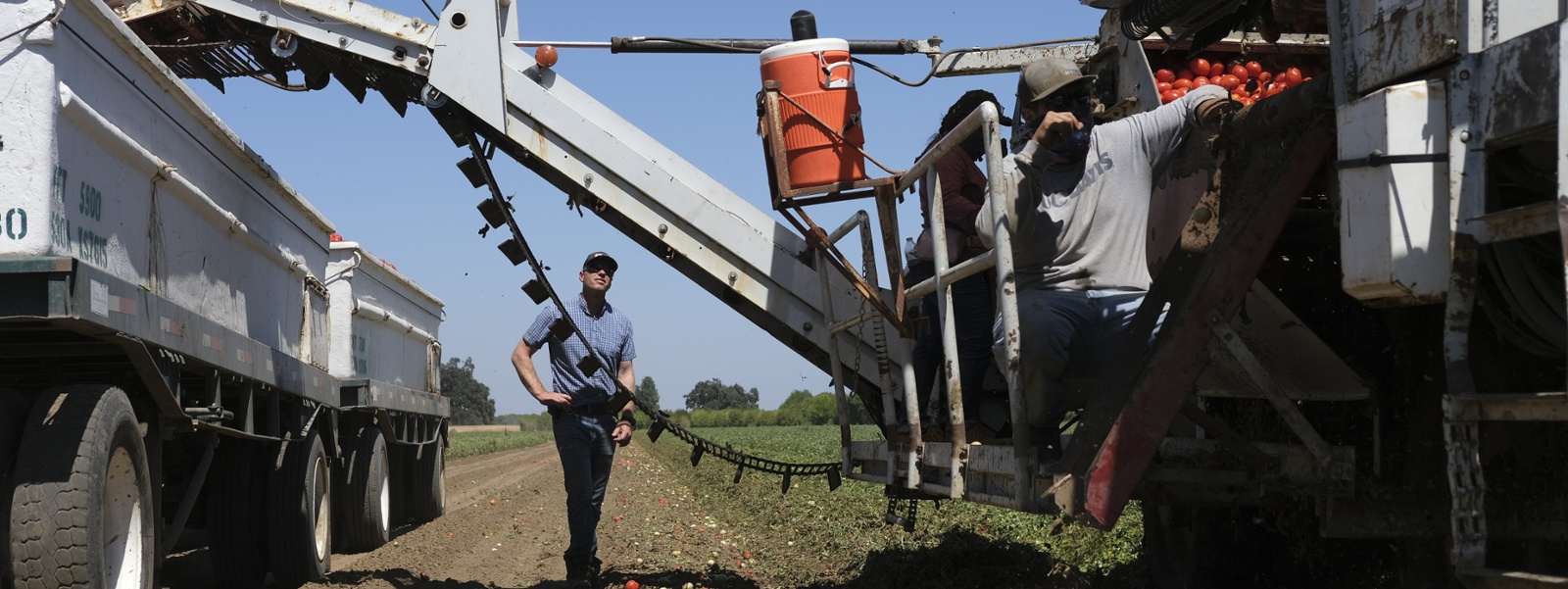 Heat hurts tomato haul as harvest begins